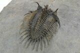 Spiny Comura Trilobite - Excellent Preparation #245937-3